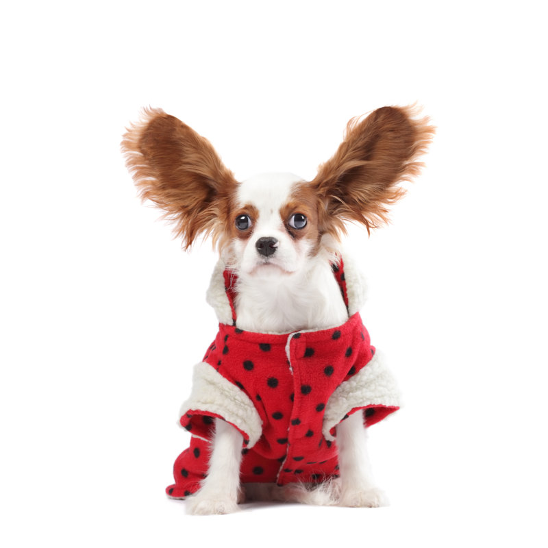 Cavalier King Charles Spaniel by Tunart - No Frame Art Prints on Canvas, 76cm H x 76cm W