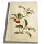« botanique plate xviii », reproduction d’impression sur toile tendue-22188347