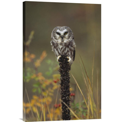 " Northern Saw-Whet Owl Perching on A Post " Print