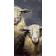 Two sheeps - 24"x48" Framed canvas