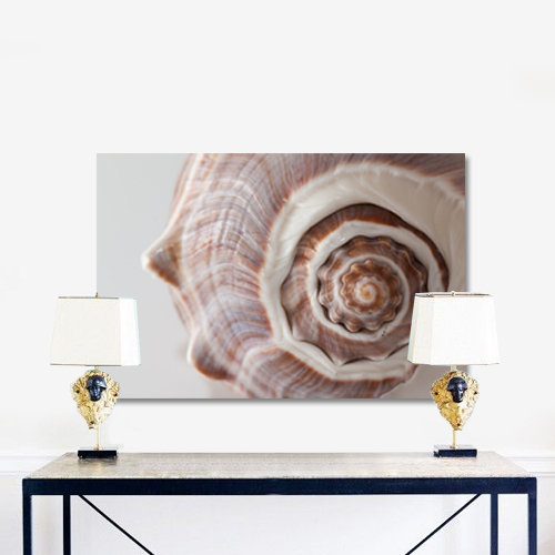 Sea Shell Print, 40" H x 60" W x 1.5" D