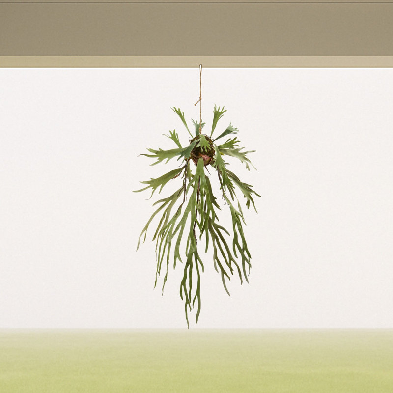 Staghorn Artificial Hanging Plant