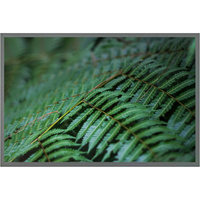 Virna Grren Leaves Pattern And Texture At Indonesia - Single Picture Frame Print