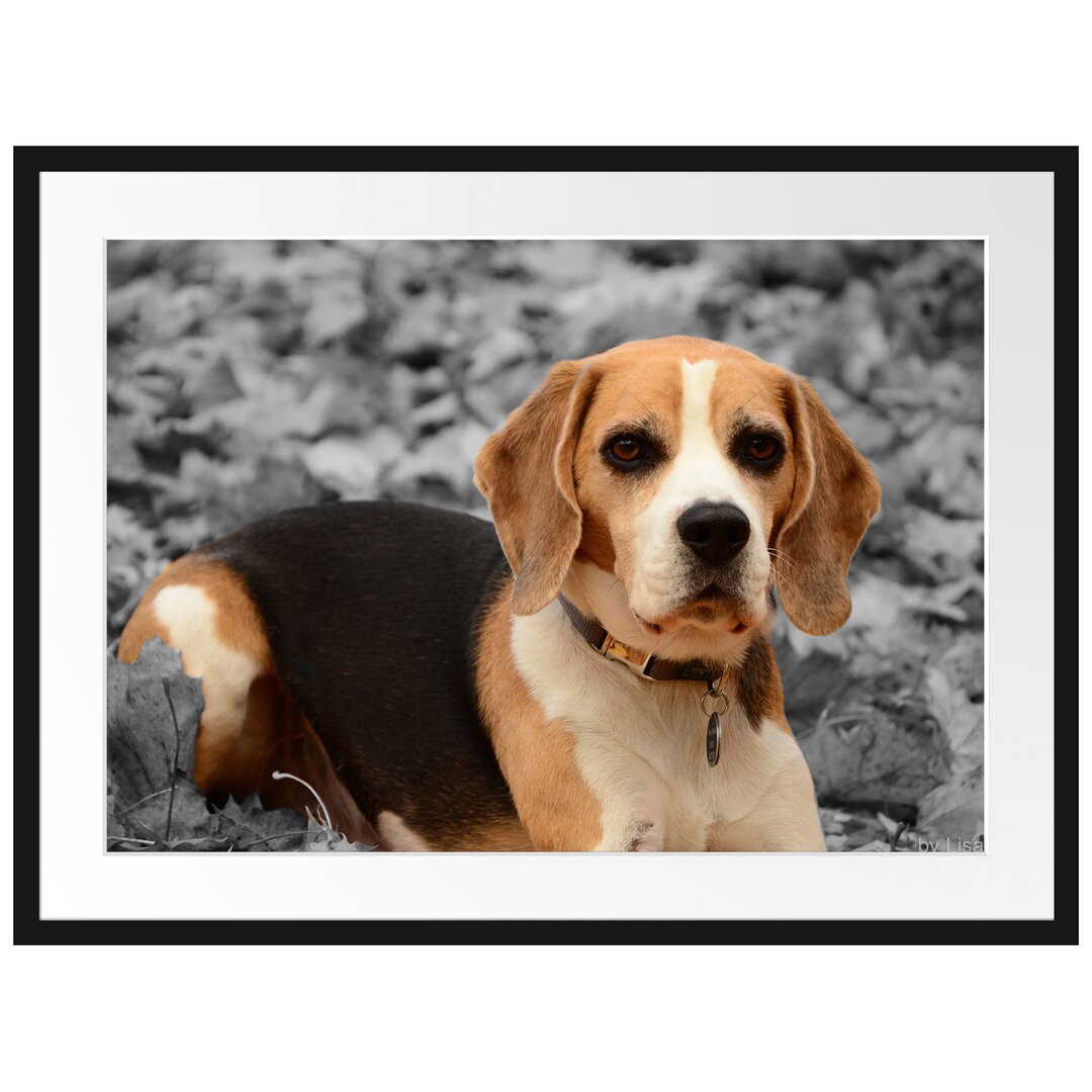 Gerahmtes Poster Kleiner Beagle spielt im Laub