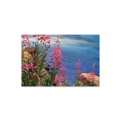 " Fireweed Against Flowing Stream, North America " by Tim Fitzharris