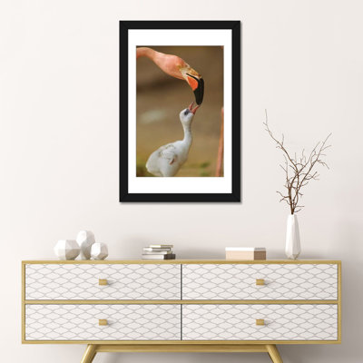 " Greater Flamingo Mother And Begging Chick, Caribbean " by Tim Fitzharris