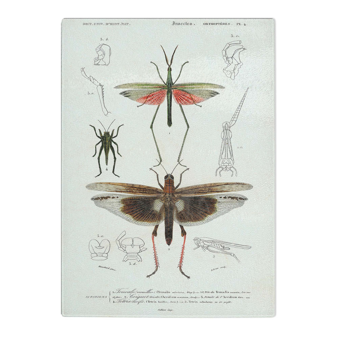Tempered Glass Insect Illustrations PL. 4 by Charles D' Orbigny Chopping Board