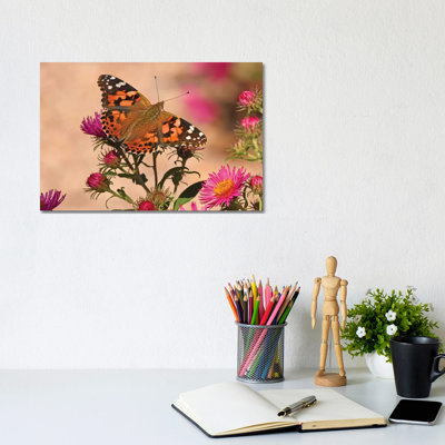 Painted Lady - Colourado by Brian Wolf - Wrapped Canvas Print