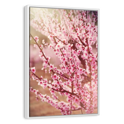 Sunlit Pink Sakura