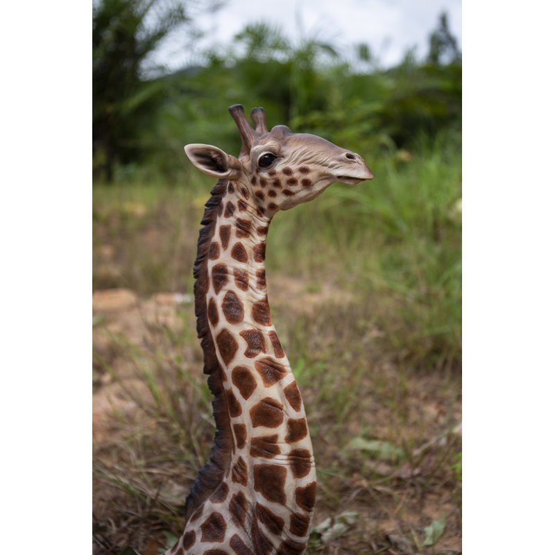 Bébé girafe allongée