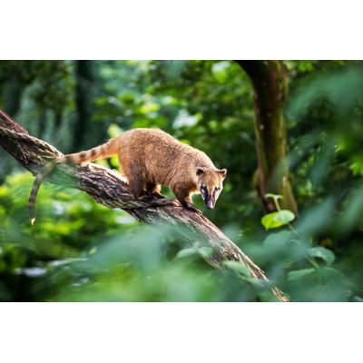 Nasua Raccoon Coati - Wrapped Canvas Print