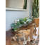 Faux Succulent