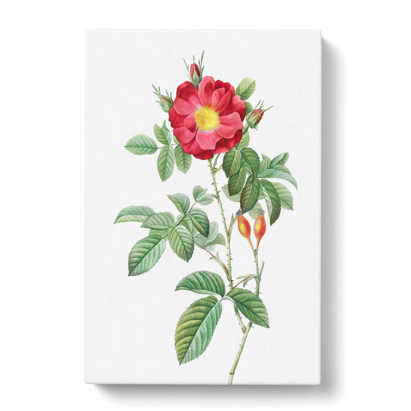 Portland Rose by Pierre-Joseph Redoute - Wrapped Canvas, 50cm H x 35cm W x 3cm D