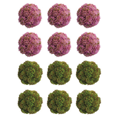 Decorative Sedum