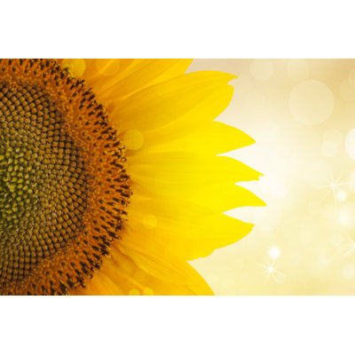 Sunflower Sunset by Ranasu