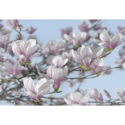 Panneau mural Blooming Magnolia L 8,4 pi x l 145,2 po