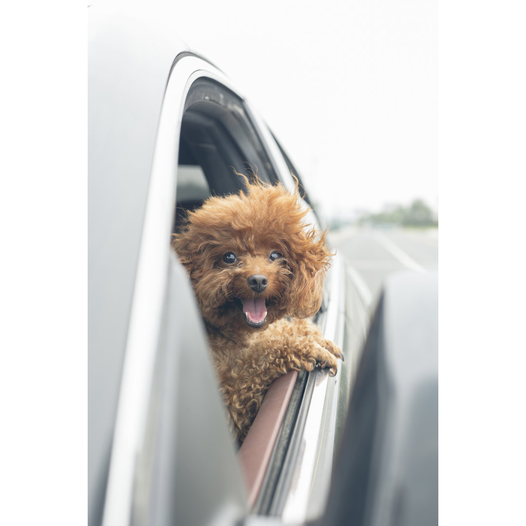 Welpen-Teddy fährt im Auto mit Kopf aus dem Fenster