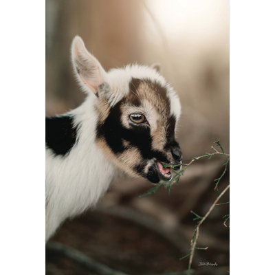 " Lil Levi " by Dakota Diener