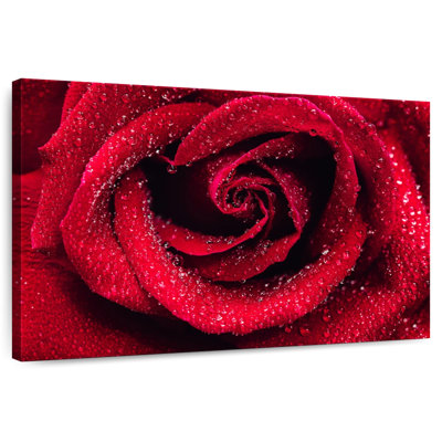 Gouttelettes Harnek sur rose rouge