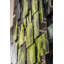 Décoration murale forêt