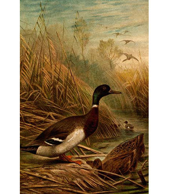 « mallard duck » par f.w. kuhnert, reproduction d’art