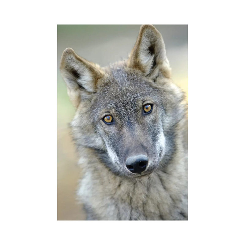 Wolf 1 Piece Wrapped Canvas Wall Art, 66.04 cm H x 45.72 cm W x 1.91 cm D