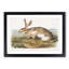 Texan Hare by J.W. Audubon - Picture Frame Art Print-55640666-55640670