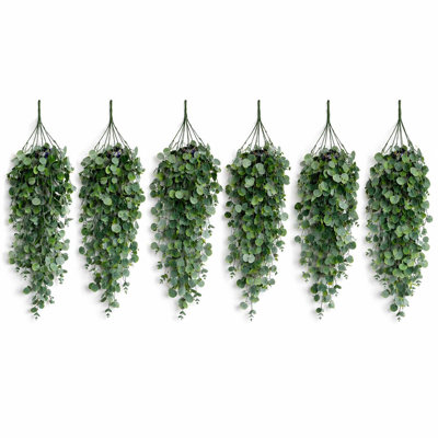 75 Plant