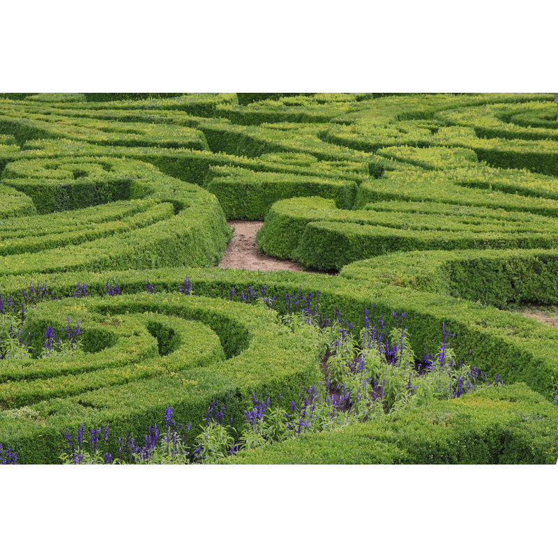 Green Maze - Photographie sur toile tendue, H 8 po x l 12 po