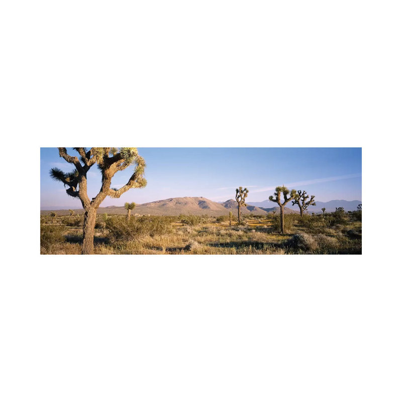 Joshua Tree National Park, California, USA I - Wrapped Canvas Panoramic Print, 30.48 cm H x 91.44 cm W x 1.91 cm D