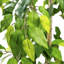 Ficus artificiel 48 po dans un panier