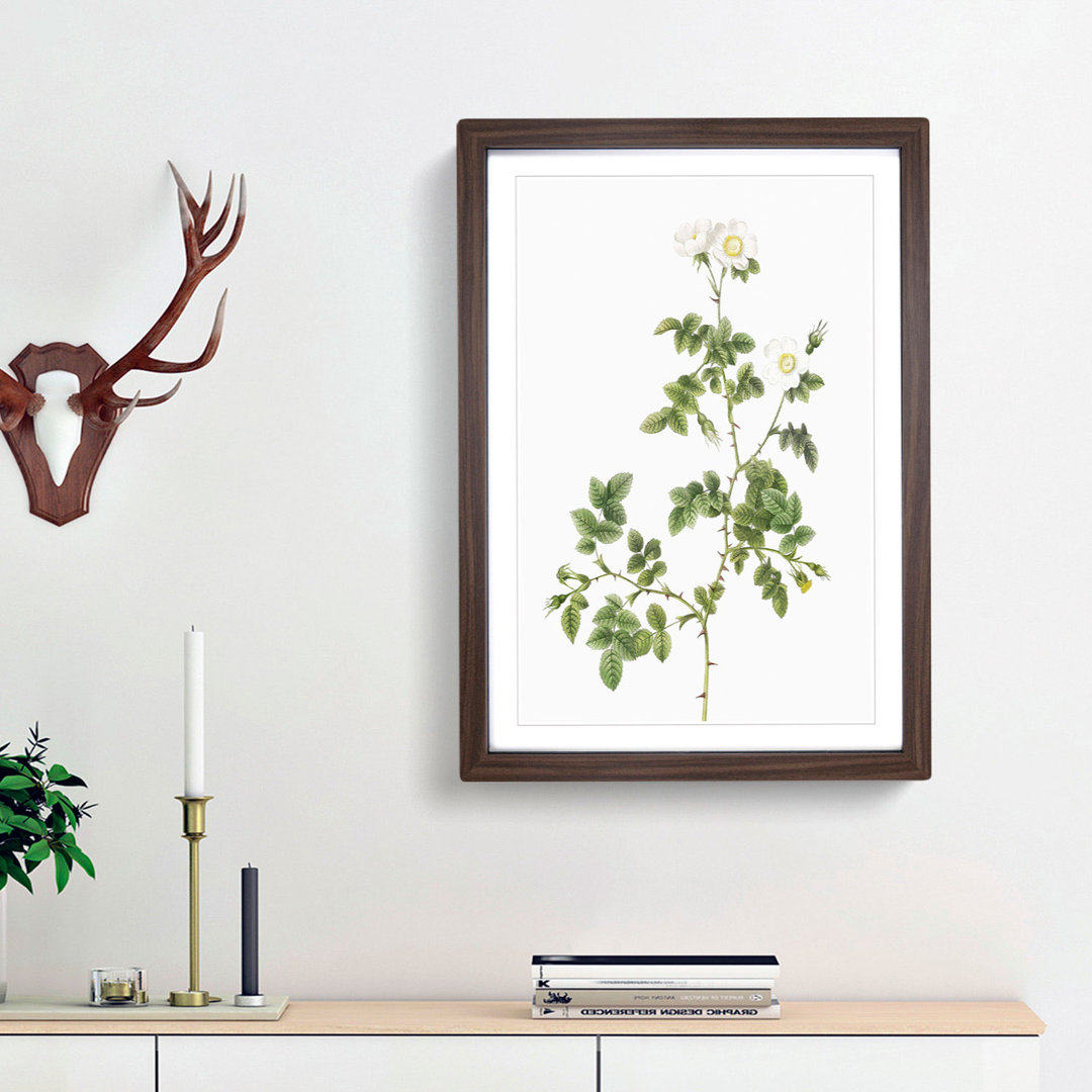 Sweetbriar Rose in White by Pierre-Joseph Redoute - Picture Frame Art Prints