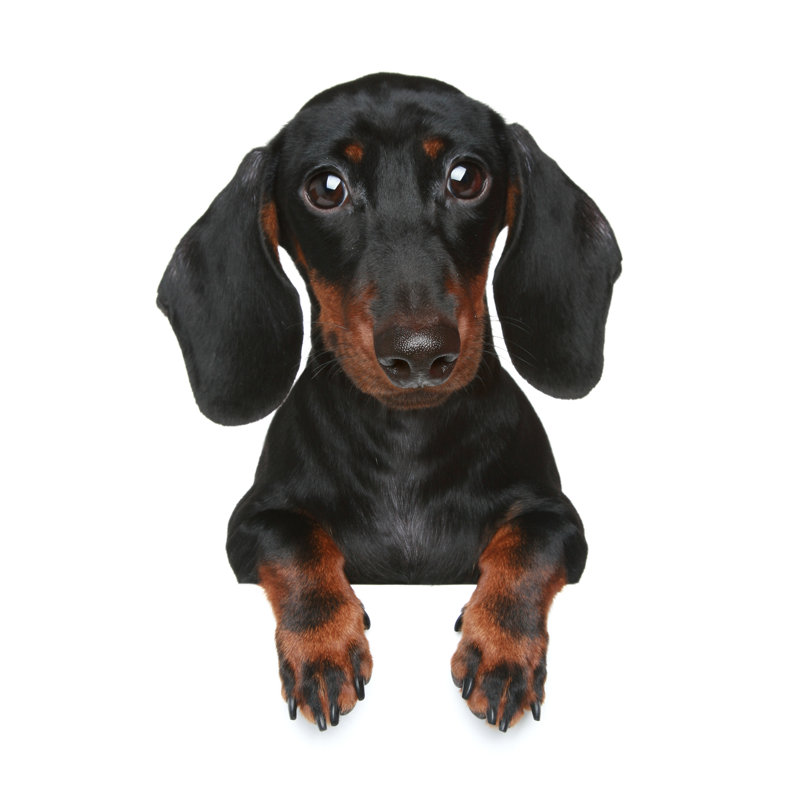Mini Dachshund by Fotojagodka - Wrapped Canvas Print, 46cm H x 30cm W