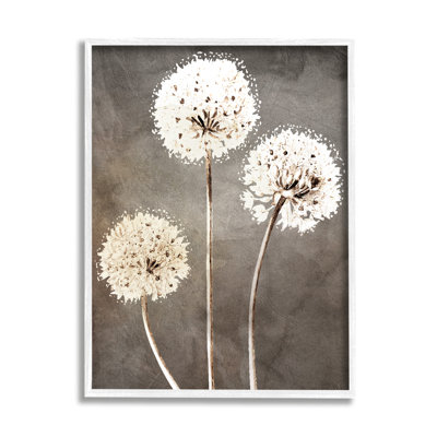 Fluffy Dandelion Plants Wildflower