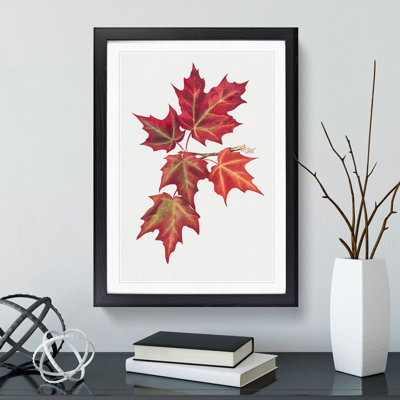 Autumn Leaves Vol.2 by Mary Vaux Walcott - Picture Frame Graphic Art