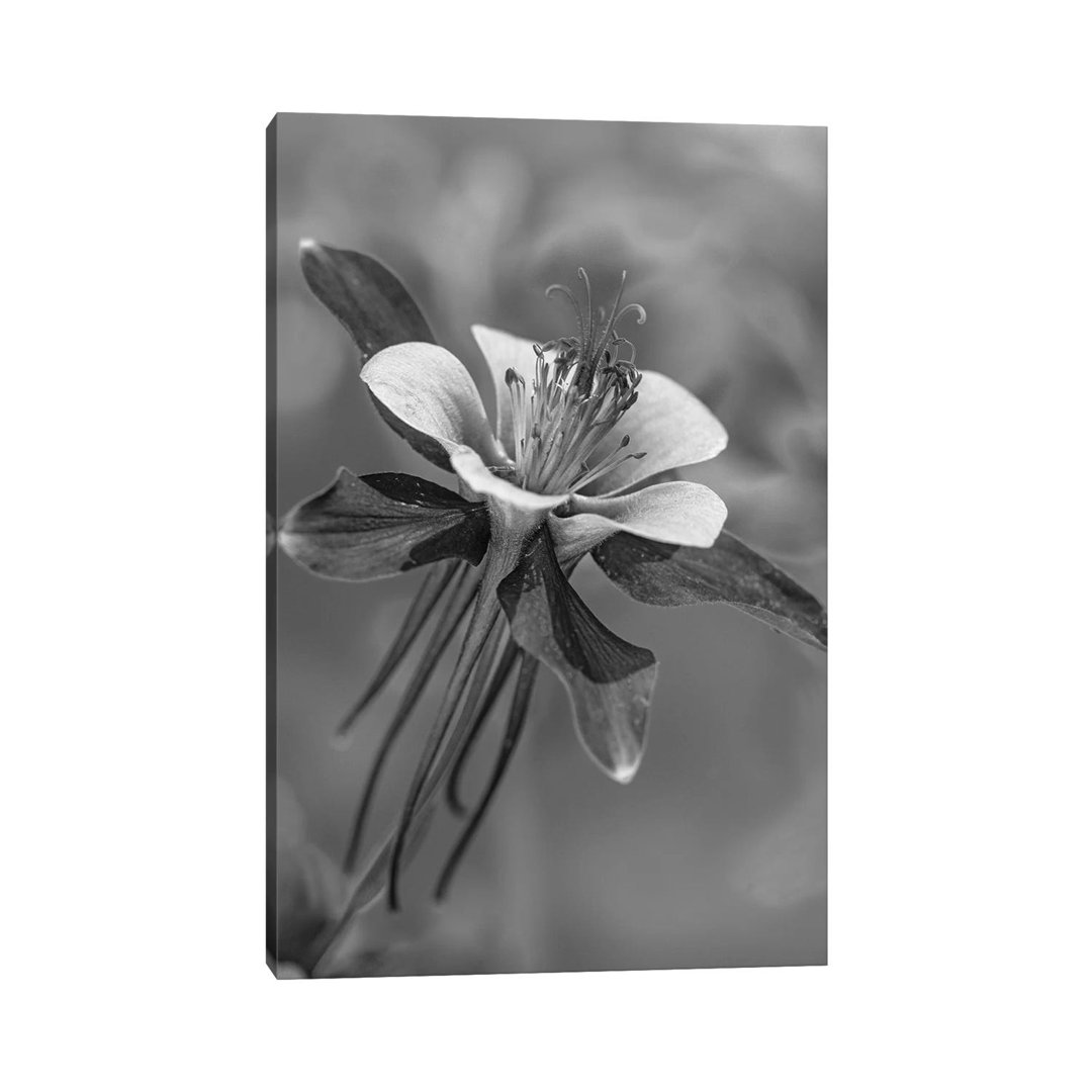 Colorado Blue Columbine Flower Close Up, North America by Tim Fitzharris - Wrapped Canvas Print