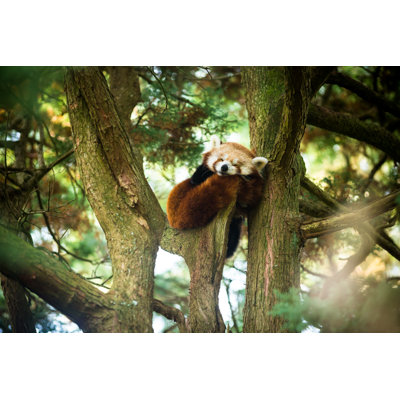 Red Panda by Coldsnowstorm - No Frame Painting on Canvas