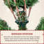 Fir Christmas Tree-1221183438