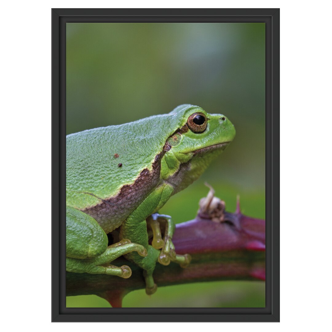 Gerahmtes Wandbild kleiner Frosch auf Dornenast