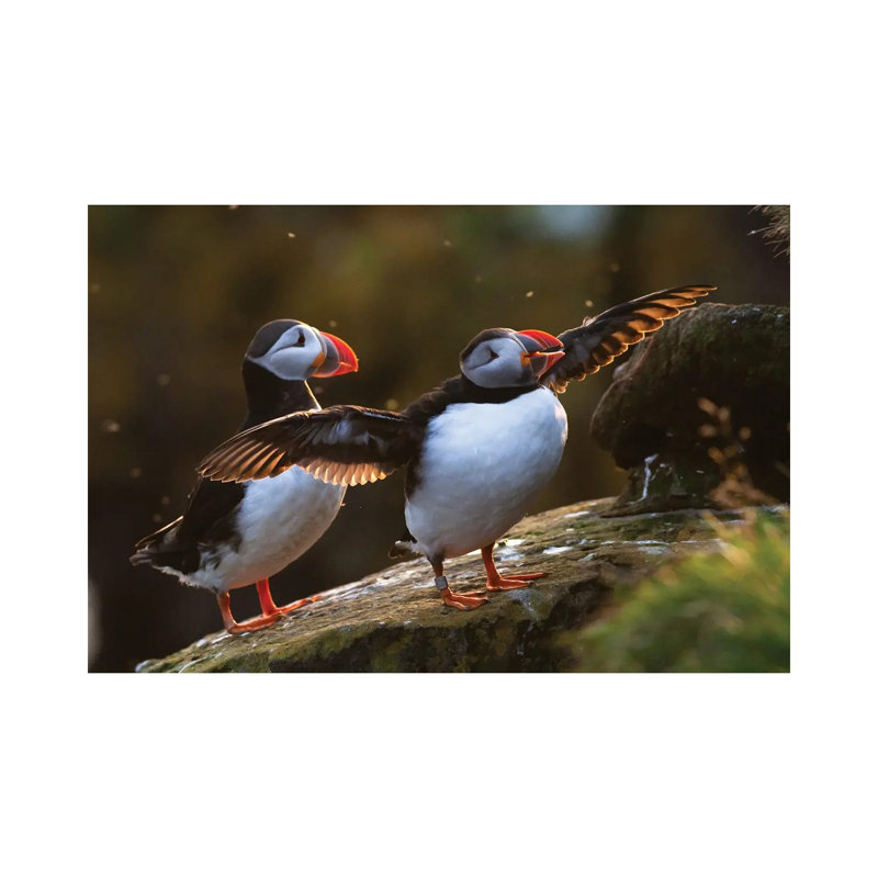 Puffins by Mateusz Piesiak - Wrapped Canvas Print, 20.32 cm H x 30.48 cm W