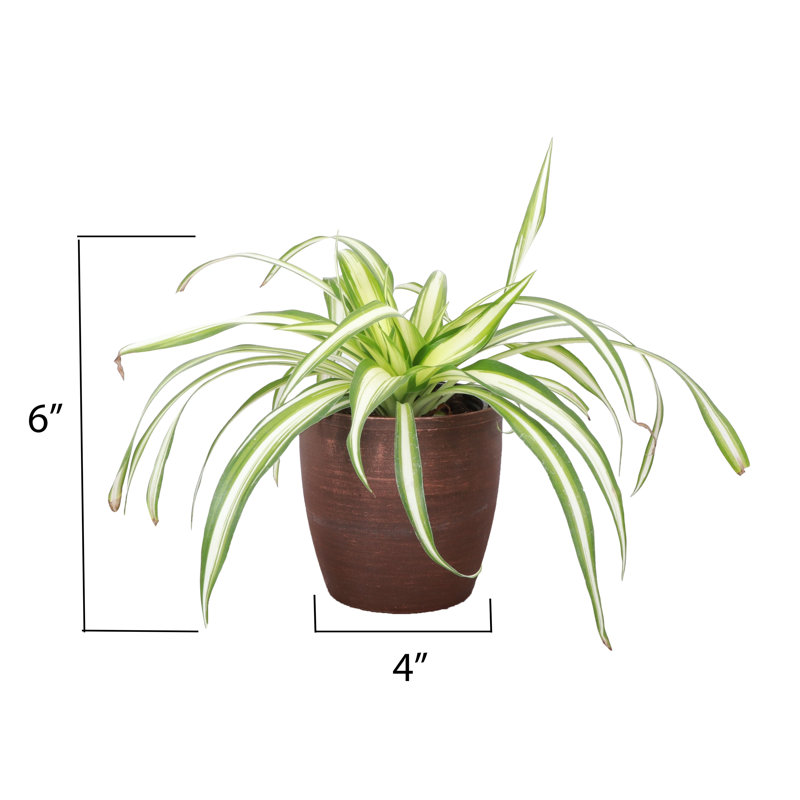 Live Spider Plant in Classic Pot, Copper