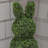 UV Boxwood Bunny Topiary-161381098
