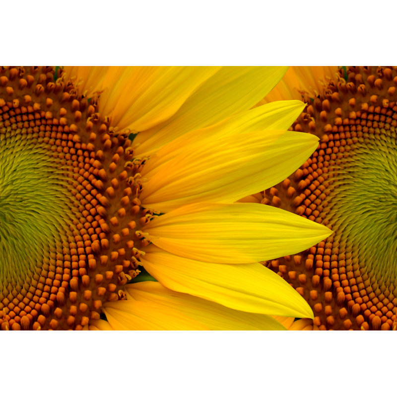 Levente Bright Yellow Sunflowers - Wrapped Canvas Print, 20cm H x 30cm W x 3.8cm D