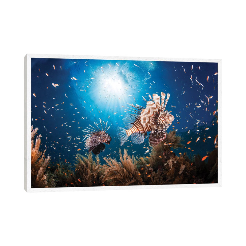 Lionfish by Barathieu Gabriel - Print on Canvas, 45.72cm H x 66.04cm W x 3.81cm D, White Framed
