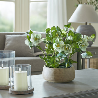 Hellebore Plant In Taupe Pot