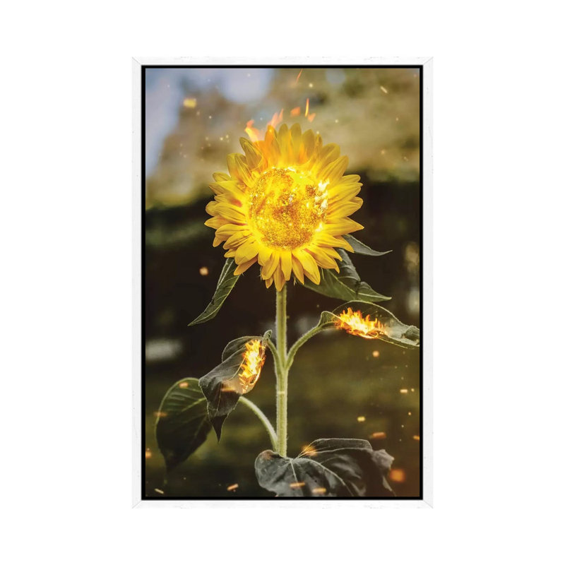 Real Sunflower by Shaun Ryken - Print on Canvas, 66.04cm H x 45.72cm W x 3.81cm D, White Floater Framed
