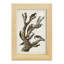 Pl. 417 Marias Woodpecker - seul cadre imprimé-347012843-347012832
