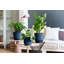 Pot Planter-69444364-69444373