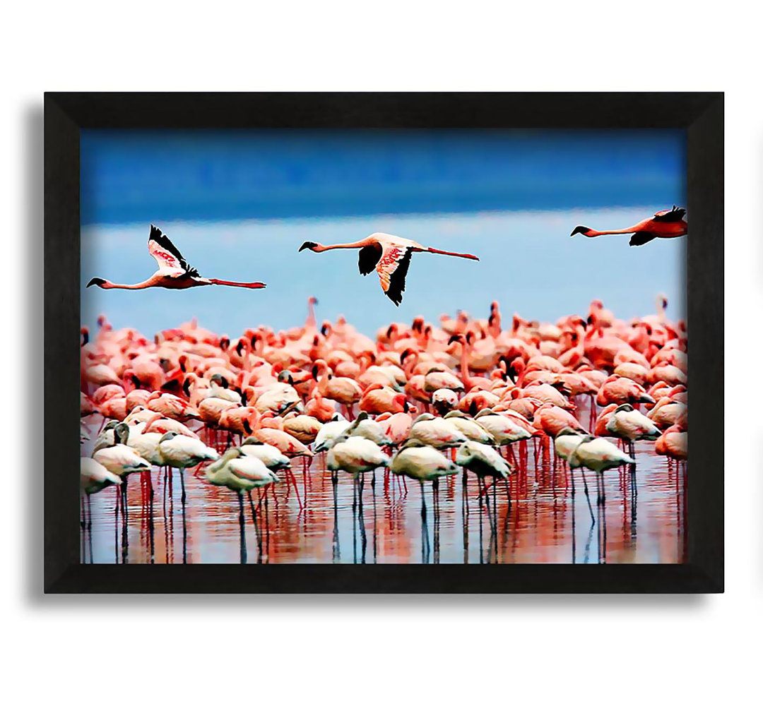 Gerahmtes Bild Pink Flamingos In Flight