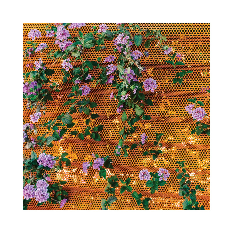 Palm Springs Blooms II by Bethany Young - Print on Canvas, Wrapped Canvas, 66.04cm H x 66.04cm W x 3.81cm D